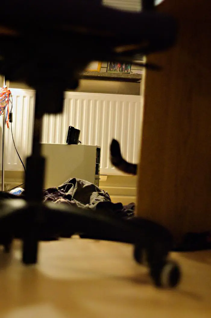 Rocky [(flickrlänk)](https://www.flickr.com/photos/oscar-carlsson/4118467572/)