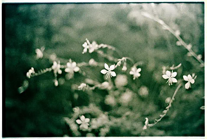 Green Flowers av tuscland [(flickrlänk)](https://www.flickr.com/photos/tuscland/1536553282/)