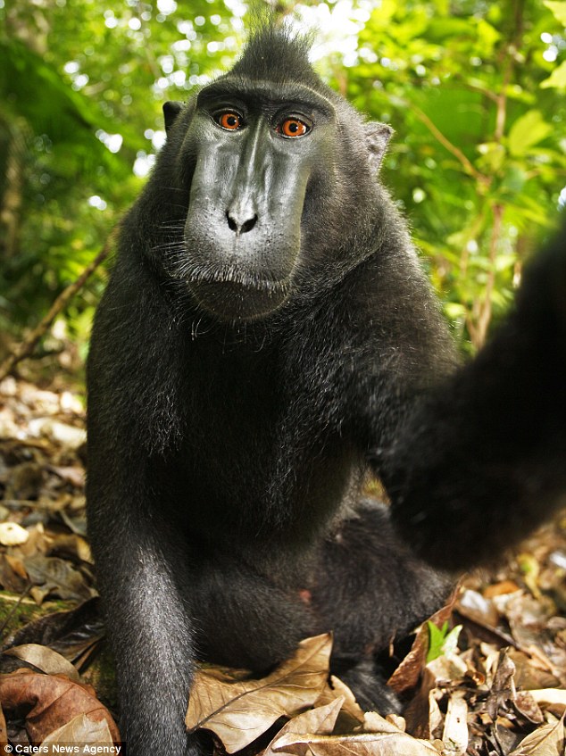Apselfie, [(länk till originalartikel)](https://www.dailymail.co.uk/news/article-2011051/Black-macaque-takes-self-portrait-Monkey-borrows-photographers-camera.html)
