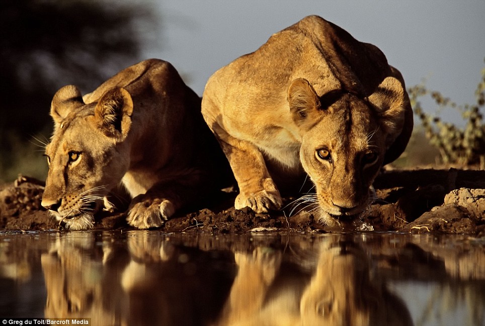 Lejon och parasiter [(länk till artikel)](https://www.dailymail.co.uk/news/article-1253935/Photographer-captures-amazing-images-lions-watering-hole-submerging-months.html)