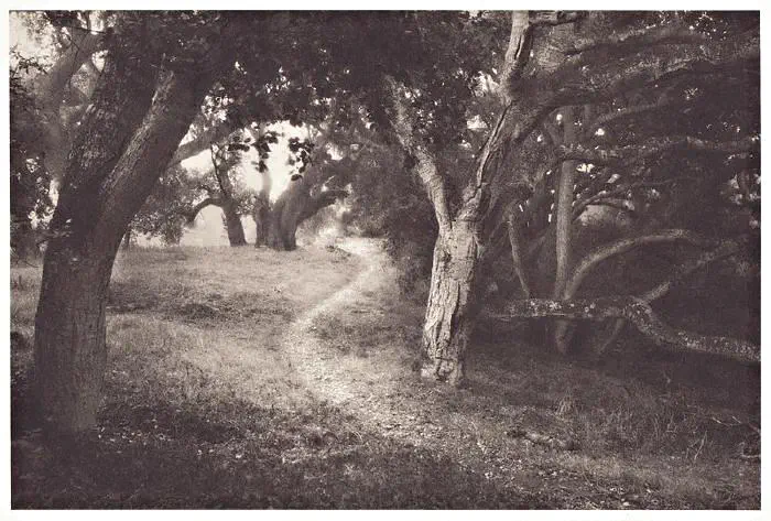 Ancient Oaks III [(flickrlänk)](https://www.flickr.com/photos/igorsv/3877415967/)