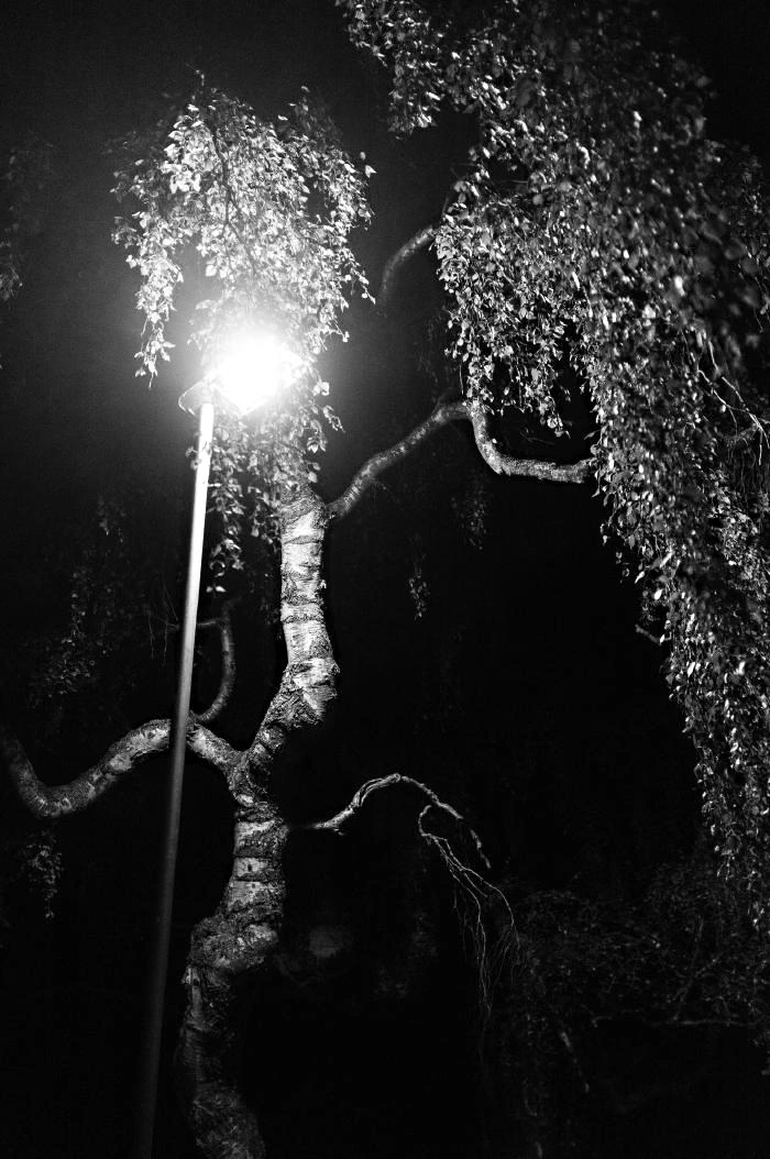 Träd, Linköping, 2013