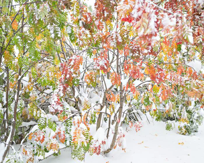 Första snön (Nikon 28 mm f1.8)