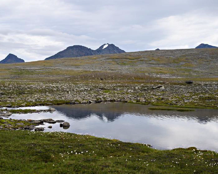 Luohttoláhko, Sarek, augusti