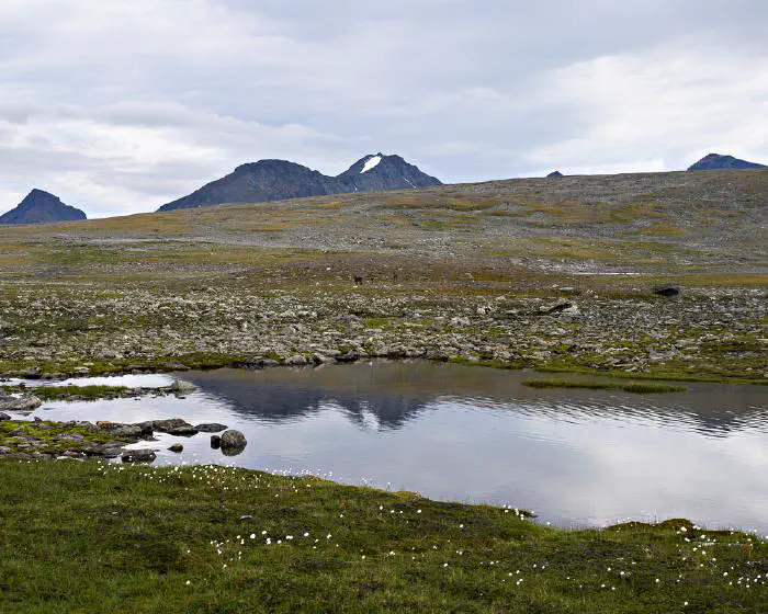 Luohttoláhko, Sarek, augusti